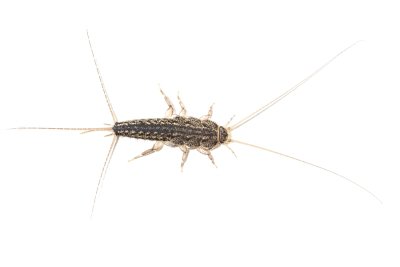 What Do Silverfish Do?